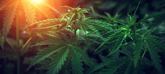 CBD, chanvre, cannabis : quelles différences ? - La Maison Du Canab