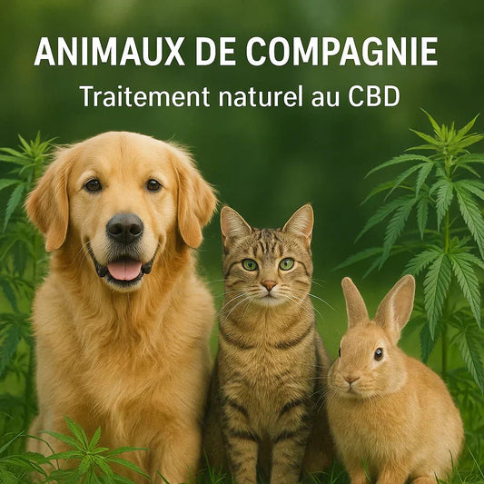 🐾 Le CBD pour les animaux de compagnie : bienfaits, sécurité et conseils d’utilisation - La Maison Du Canab