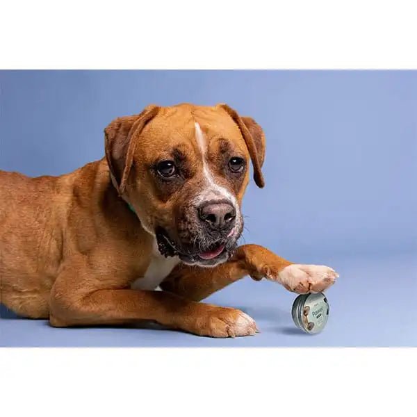 Baume au CBD pour Chat & Chien 🐶🐱 - La Maison Du Canab