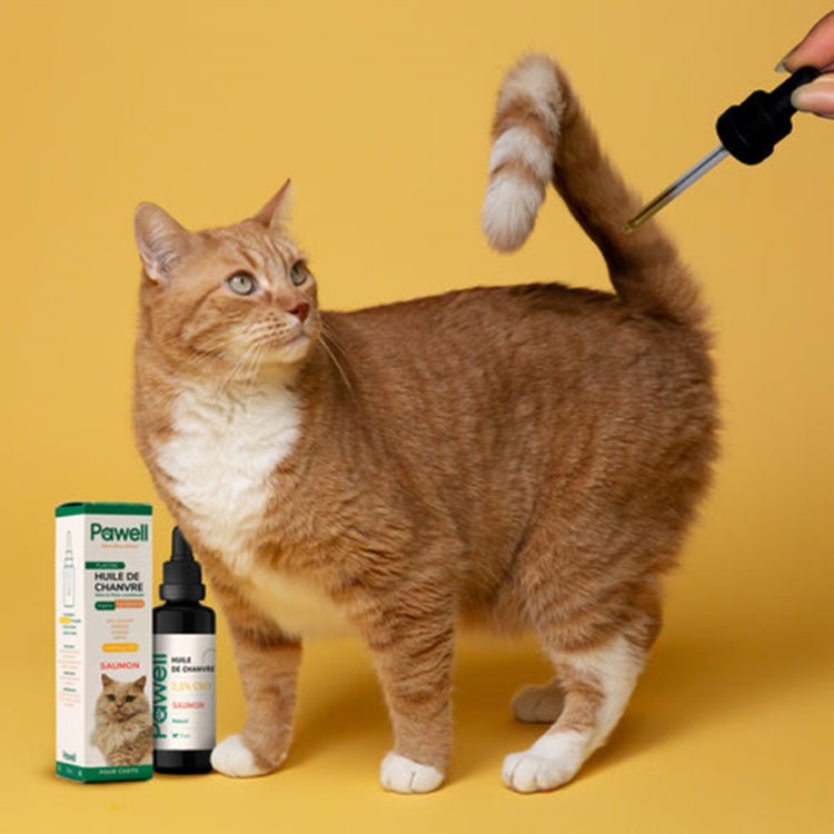 Huile CBD Pawell pour Chat 🐱 - La Maison Du Canab