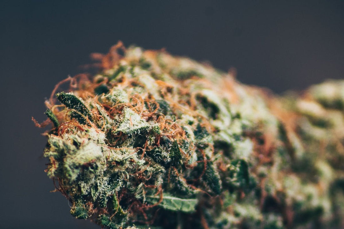 Décryptage des labels sans THC : ce que cela signifie pour votre choix de CBD - La Maison Du Canab