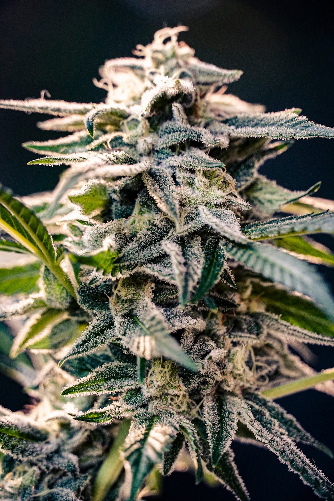 Exploration du CBD et son Usage en Médecine Traditionnelle - La Maison Du Canab