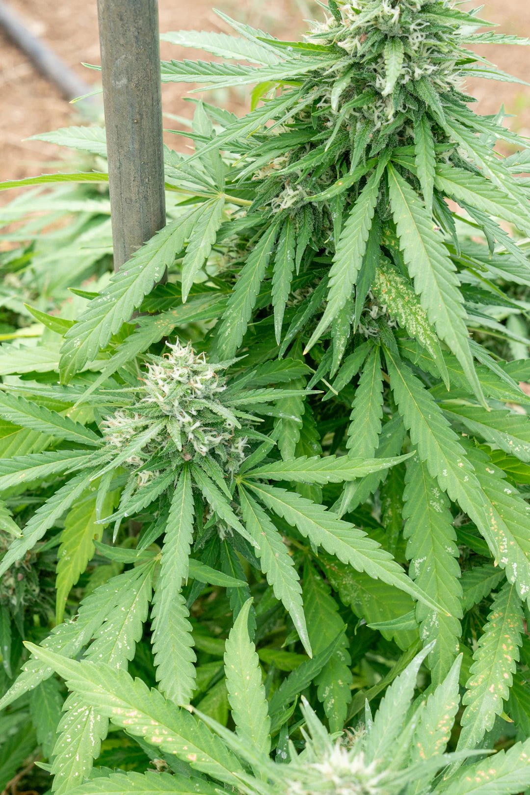 Fleurs de CBD pour une relaxation délicieuse et naturelle - La Maison Du Canab