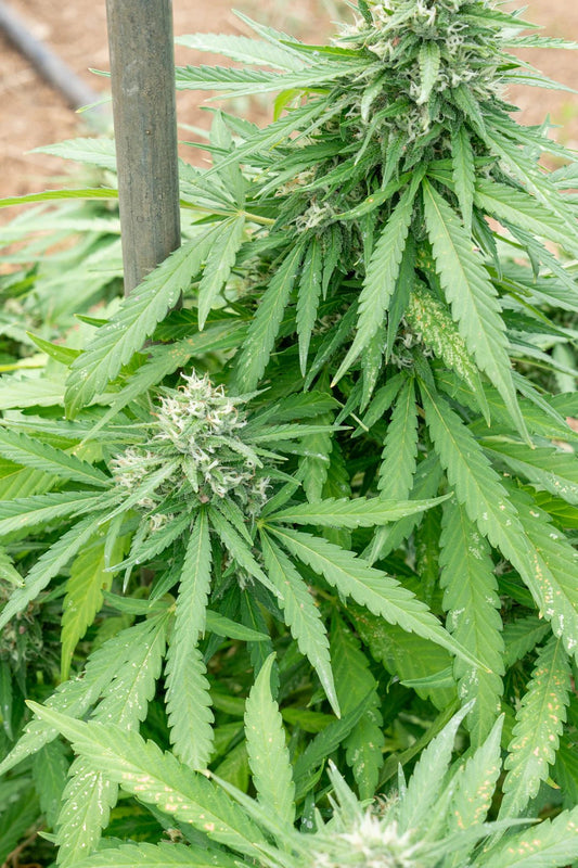 Fleurs de CBD pour une relaxation délicieuse et naturelle - La Maison Du Canab