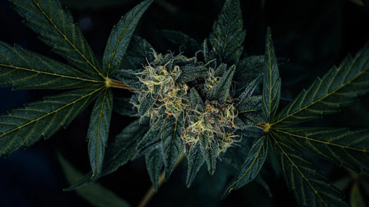Les remèdes à base de plantes : L'huile CBD au service des soins - La Maison Du Canab