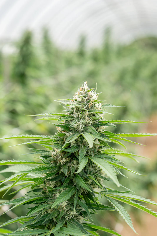 Fleurs de CBD fruitées pour une relaxation naturelle