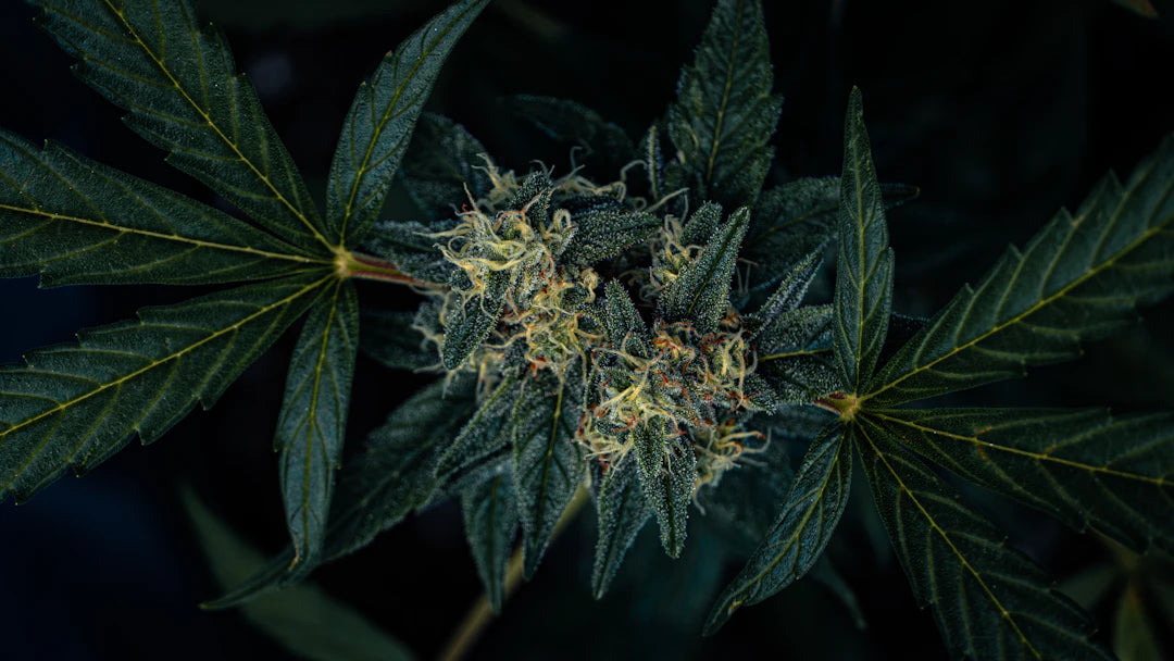 Les remèdes à base de plantes  L'huile CBD au service des soins
