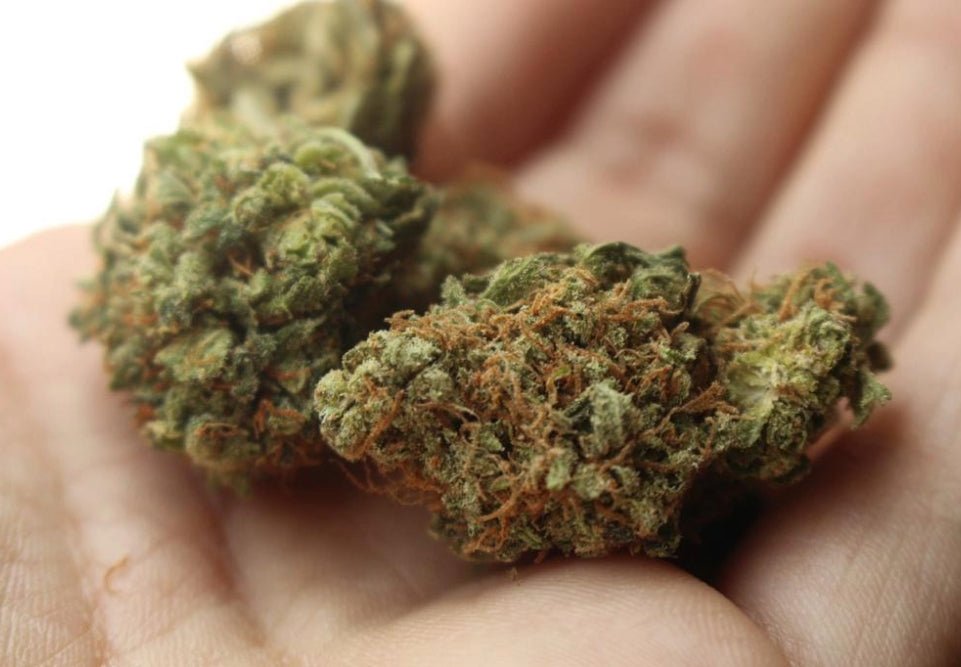 FLEURS DE CBD - La Maison Du Canab