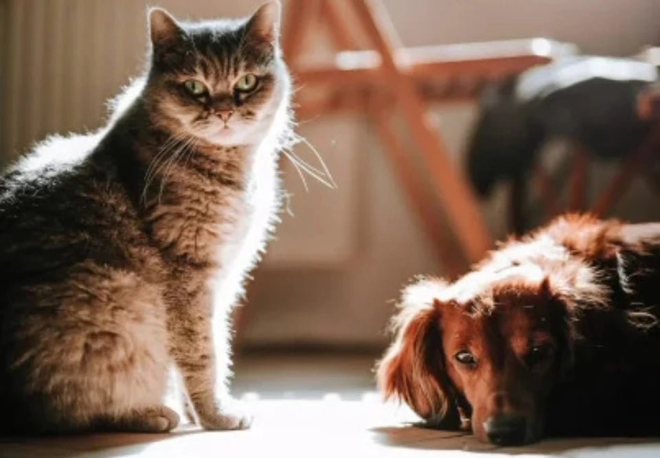 POUR NOS ANIMAUX DE COMPAGNIES - La Maison Du Canab