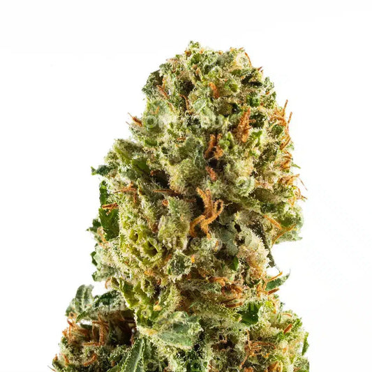Banana Smash - Fleurs de CBD 🍌 - La Maison Du Canab